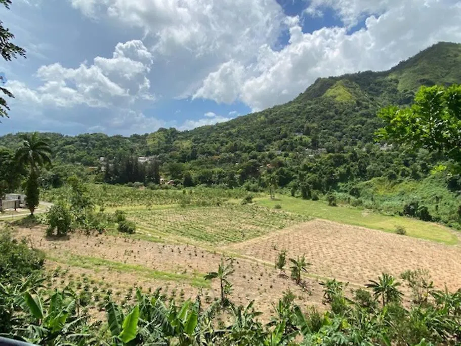 Cottage In Hacienda Prosperidad Coffee Farm 0*, Jayuya Porto Rico