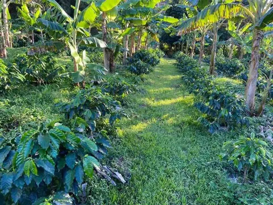 Villa Cottage In Hacienda Prosperidad Coffee Farm