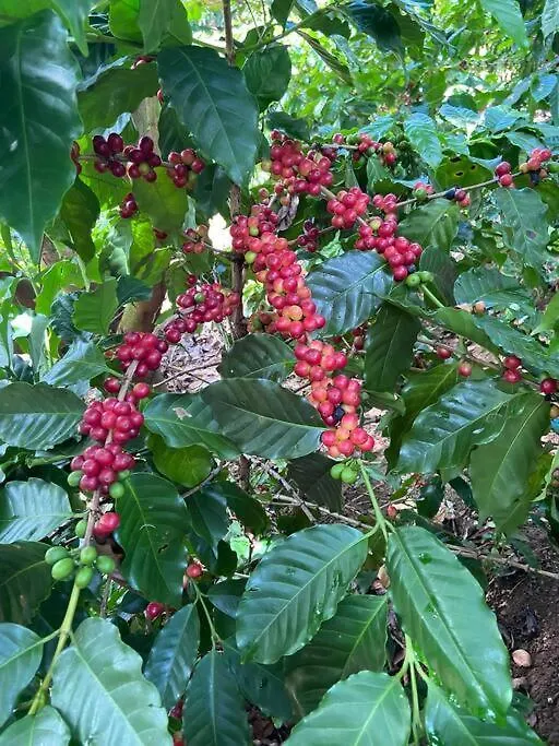 Cottage In Hacienda Prosperidad Coffee Farm Jayuya